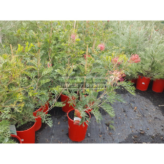 Grevillea Robyn Gordon 200Mm Pot. Plants