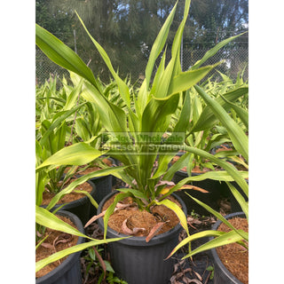 Gymea Lilly Large 300Mm Pot Doryanthes Excelsa Plants