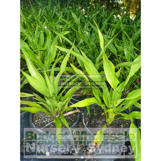 Gymea Lilly Medium 200Mm Pot Doryanthes Excelsa 5L Pot Plants