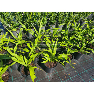 Gymea Lilly Medium 200Mm Pot Doryanthes Excelsa 5L Pot Plants