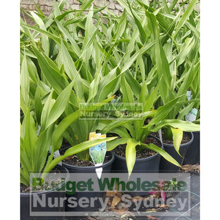 Gymea Lilly Medium 200Mm Pot Doryanthes Excelsa 5L Pot Plants