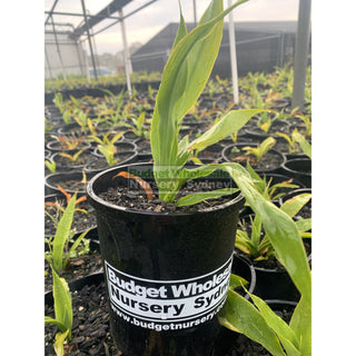 Gymea Lilly Small 140Mm Pot Doryanthes Excelsa Plants