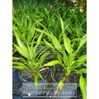 Gymea Lilly Large 300Mm Pot Doryanthes Excelsa Plants