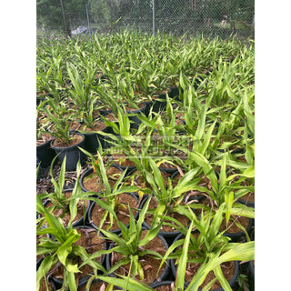 Gymea Lilly Xlarge 300Mm Pot / 25L Doryanthes Excelsa Plants