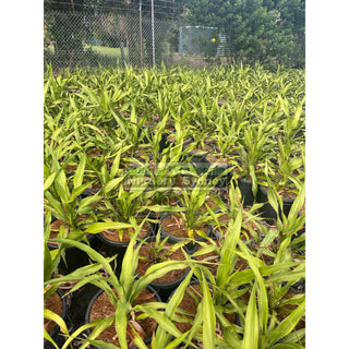 Gymea Lilly Xlarge 300Mm Pot / 25L Doryanthes Excelsa Plants