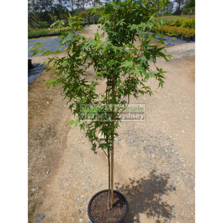 Japanese Maple Acer Palmatum Xlarge 45Lt/ 400Mm Plants