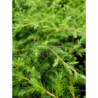 Juniperus Conferta Shore Juniper 140Mm Pots Gift Card