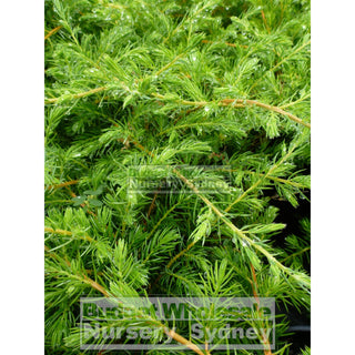 Juniperus Conferta Shore Juniper Large 200Mm Pots Gift Card