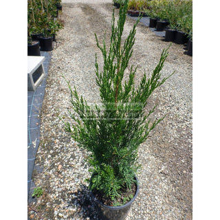 Juniperus Spartan 200Mm Pot Plants