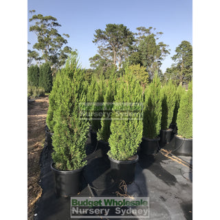 Juniperus Spartan 500Mm Pot Plants