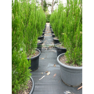 Juniperus Spartan Extra Large 400Mm Pot Plants