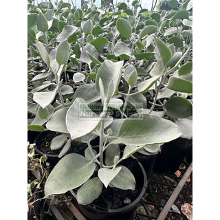 Kalanchoe Silver Spoons 140Mm