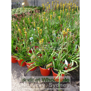 Kangaroo Paw Anigozanthus Bush Bonanza Mixed Colours Only 140Mm Flowering Default Type