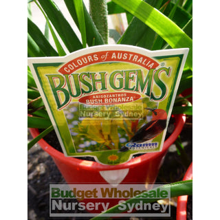 Kangaroo Paw Anigozanthus Bush Bonanza Mixed Colours Only 140Mm Flowering Default Type