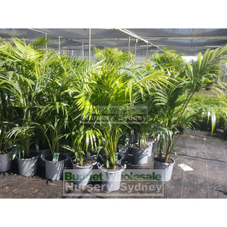 Kentia Palm Howea Forsteriana Large 300Mm Pot Default Type