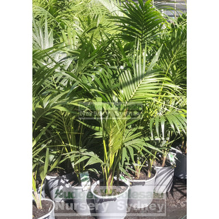 Kentia Palm Howea Forsteriana Large 300Mm Pot Default Type