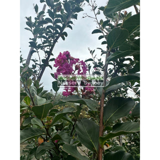 Lagerstroemia Indica (10) Purple Dwarf 500Mm Pots / 75L Crepe Myrtle