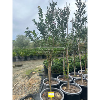 Lagerstroemia Indica 400Mm Pots / 45L Crepe Myrtle