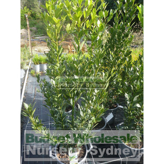 Laurus Nobilis Bay Tree Large 30Lt Pots Default Type