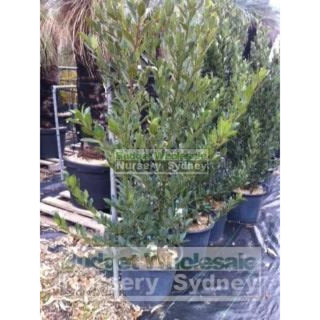 Laurus Nobilis Bay Tree Large 30Lt Pots Default Type