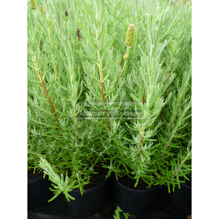 Lavender Avonview 140Mm Pot. Plants
