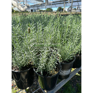 Lavender Avonview 140Mm Pot. Plants