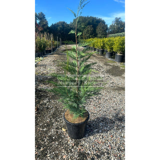 Leighton’s Green Conifer Large 25L Bag / 300Mm Pot Plants