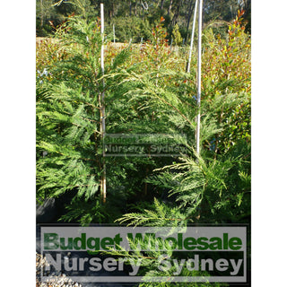 Leightons Green Conifer Large 25L Bag Plants
