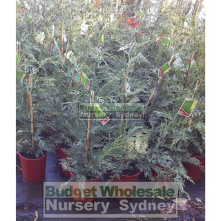 Leightons Green Small Conifer 200Mm Pots Plants
