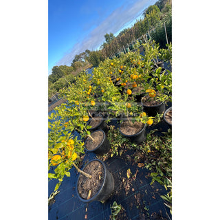 Lemon Tree Cv Lisbon Xlarge 400Mm Pot 45L Bag Default Type