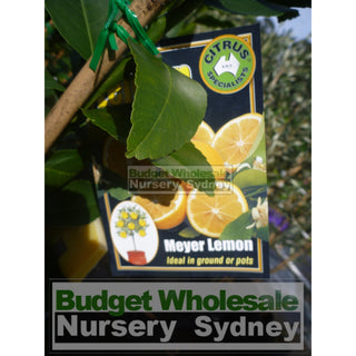 Citrus Lemon Tree Cv Meyer 5Ltr Default Type