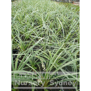 Liriope Silver Dragon 140Mm Pot Plants