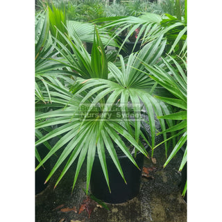 Livistona Chinensis 300Mm (Chinese Fan Palm) Pot Default Type