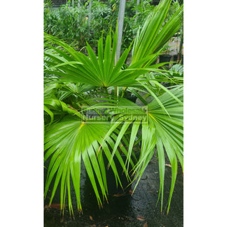 Livistona Chinensis 400Mm (Chinese Fan Palm) Pot Default Type
