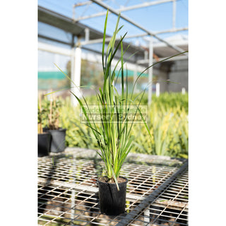 Lomandra Hystrix 140Mm Pot Plants