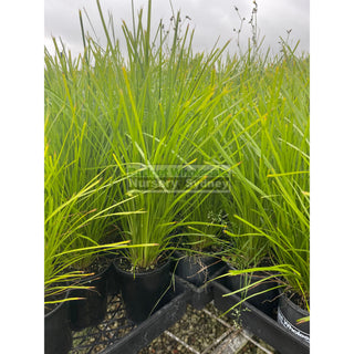 Lomandra Lime Tuff 140Mm Pots Default Type