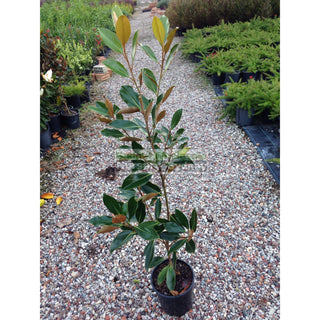 Magnolia Little Gem 200Mm Pots Default Type