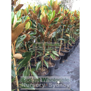 Magnolia Little Gem 200Mm Pots Default Type