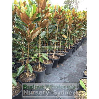 Magnolia Little Gem 200Mm Pots Default Type