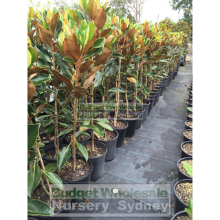 Magnolia Little Gem 200Mm Pots Default Type