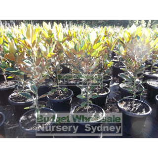 Magnolia Little Gem 300Mm Pot Plants