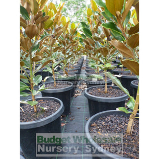 Magnolia Little Gem 300Mm Pot Plants