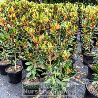 Magnolia Little Gem 300Mm Pot Plants