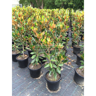 Magnolia Little Gem 300Mm Pot Plants