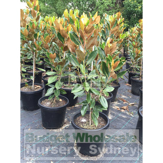 Magnolia Little Gem 300Mm Pot Plants