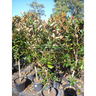 Magnolia Little Gem 300Mm Pot Plants