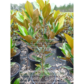 Magnolia Little Gem 300Mm Pot Plants