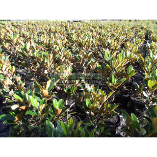 Magnolia Little Gem Xxlarge 500Mm/75Lt Pot Plants