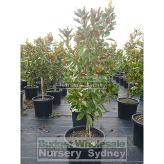 Magnolia Little Gem Xxlarge 500Mm/75Lt Pot Plants