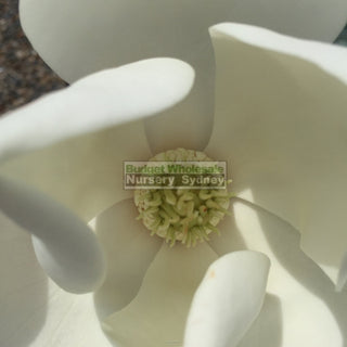 Magnolia Little Gem Xxlarge 500Mm/75Lt Pot Plants